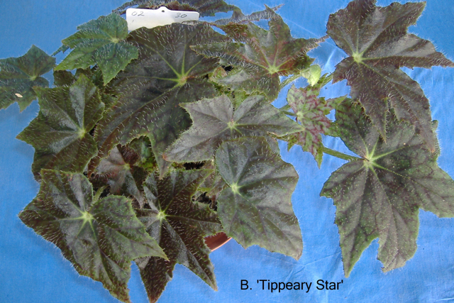B. ‘Tipperary Star’